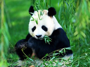 Panda 4.0 algoritumus